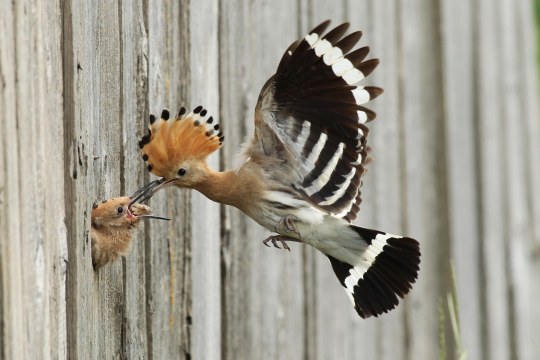 Wiedehopf füttert Jungvogel an der Bruthöhle | © Dieter Hopf