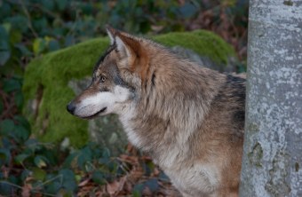 Wolf im seitlichen Profil | © Marcus Bosch