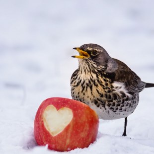 Wacholderdrossel im Schnee, vor ihr ein Apfel mit einem herzförmigen Schnitt | © Kathrin Rädel