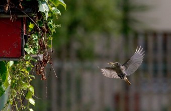Hausrotschwanz im Flug | © Erich Obster