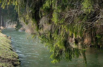 Ein Bach im Wald mit tief, über dem Wasser hängenden Nadelbäumen | © Dr. Eberhard Pfeuffer