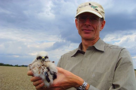 LBV-Wiesenweihenschützer Rudi Lang mit einem bald flüggen Jungvogel | © Claudia Pürckhauer