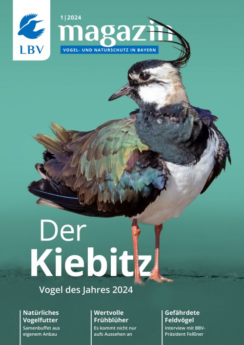 Cover LBV Magazin Ausgabe 01/2024 mit einem Kiebitz auf dem Cover