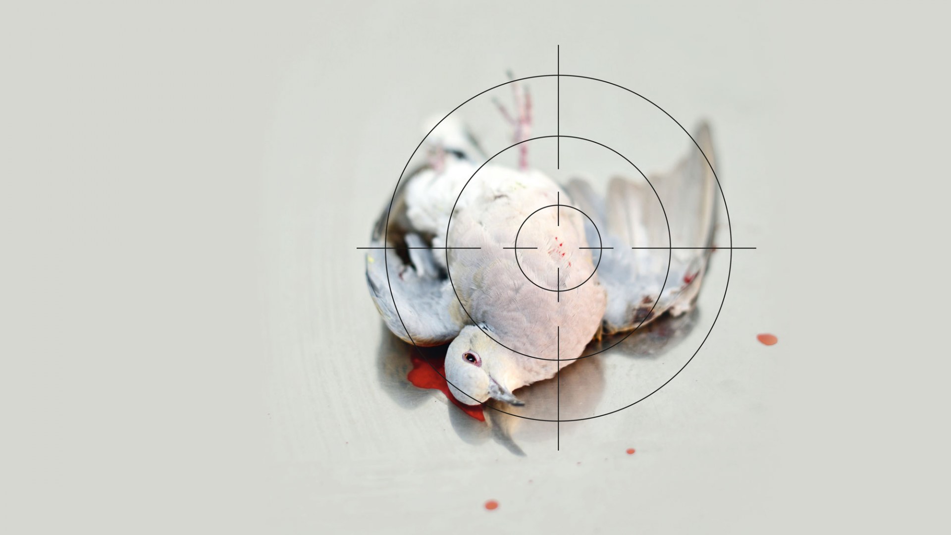 Tote Turteltaube mit einem gezeichneten Zielfernrohr | © David Tipling