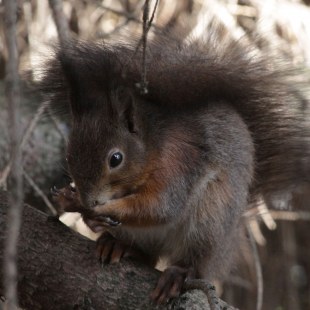 Dunkelbraunes Eichhörnchen auf einem dicken Ast | © Angela Maurer