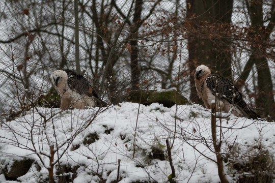 Zwei Bartgeier im Tiergarten Nürnberg | © Nicole Friedrich