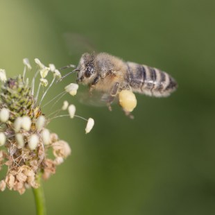 Honigbiene | © Ralph Sturm