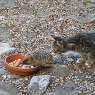 Igel frisst Katzenfutter aus einer Schale, eine Katze beschnuppert ihn von hinten | © Walter Graef-Wech