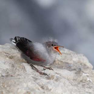 Mauerläufer Jungvogel auf einem Felsen | © Hans-Joachim Fünfstück