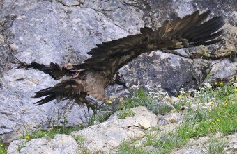 Recka hüpft mit ausgebreiteten Flügeln auf Fels | © Markus Leitner