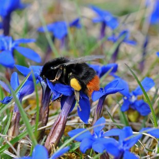 Steinhummel auf blauen Blumen, den Frühlingsenzian | © Dr. Eberhard Pfeuffer