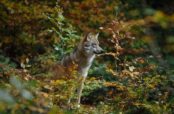 Wolf umgeben von Grün im Wald | © Henning Werth