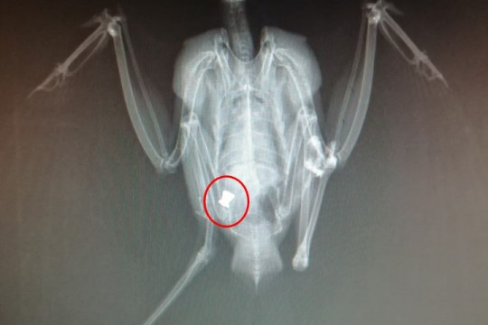 Röntgenbild von einem Sperber mit Projektil in der Bauchhöhle | © Tierklinik Miltach/Roidl