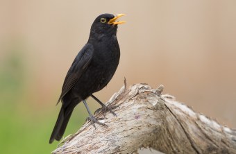 Amsel | © Obster Erich