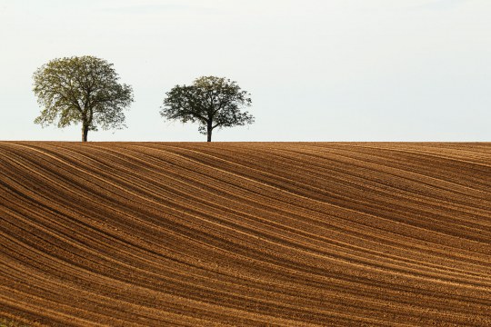Acker mit zwei einzelnen Bäumen im Hintergrund | © Rosl Rößner
