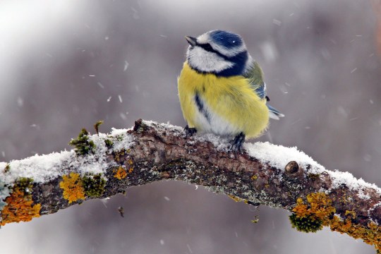 Blaumeise sitzt auf einem Ast und es schneit. Sie schaut nach links oben | © Martin Fischhaber