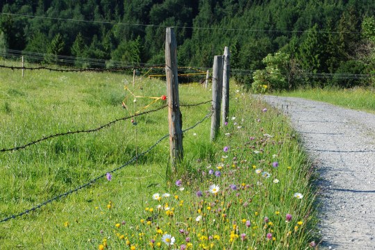Ackerblühstreifen an einem geschotterten Weg mit bunten Blumen, links neben dem Weg ist ein Stacheldrahtzaun | © Dr. Eberhard Pfeuffer
