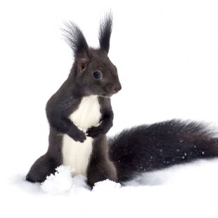 Schwarzes Eichhörnchen mit weißer Brust steht im Schnee | © Hans Jordan