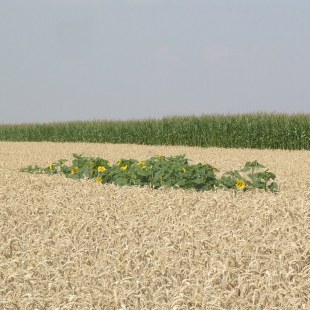 Lerchenfenster für Feldlerche auf einem Feld | © Alf Pille