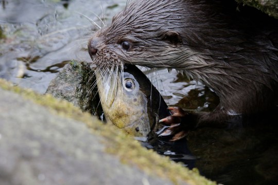 Ein Fischotter trägt einen Fisch im Maul aus dem Wasser | © Ralph Sturm