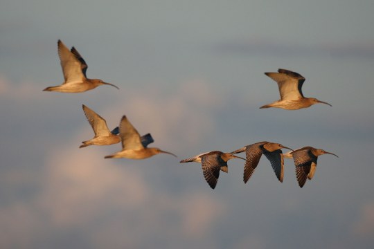 Sieben Große Brachvögel am Himmel | © Zdenek Tunka