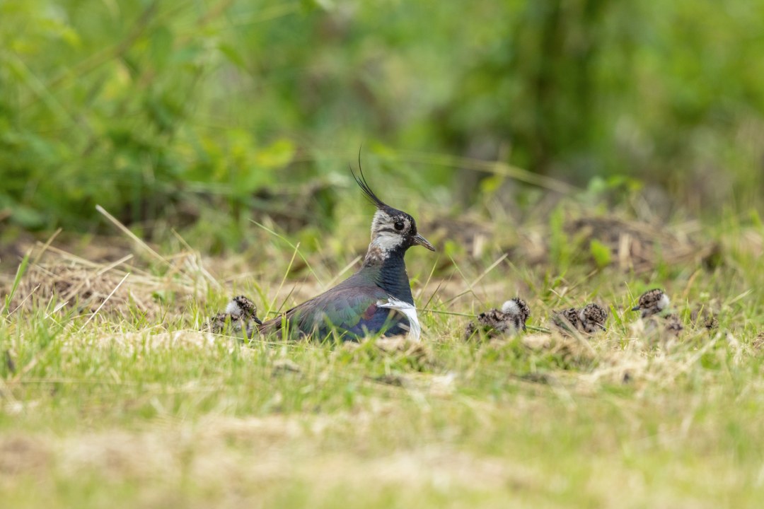 Kiebitz Altvogel mit Jungvögel auf einer Wiese | © Andreas Hartl