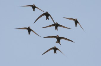 Sieben Mauersegler fliegen im Schwarm am Himmel | © Zdenek Tunka