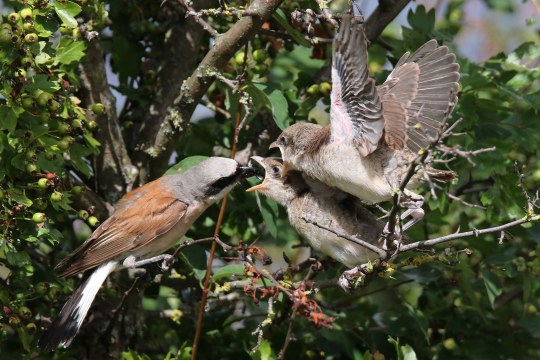 Neuntöter-Männchen füttert zwei Jungvögel auf einem Strauch | © Norbert Wilhelm