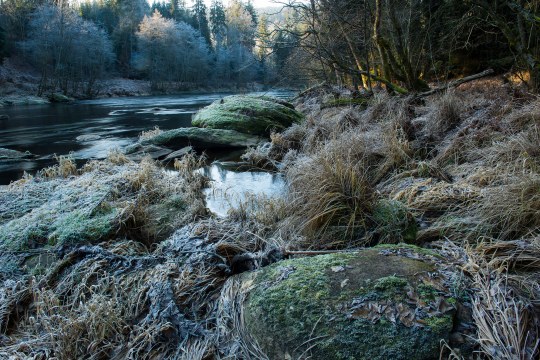 Grünes und naturnahe Ufer des Flusses "Schwarzer Regen", man sieht viele moosbewachsene Steine | © Wolfgang Lorenz