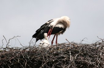Weißstorch füttert Jungvogel im Nest | © Richard Straub