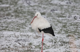 Weißstorch umgeben von einem Hauch Schnee. Er steht auf einem Bein. | © Ralph Sturm