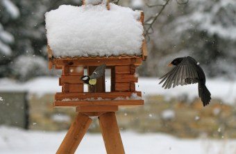 Winterfuetterung Kohlmeise und Amsel | © Ingo Rittscher