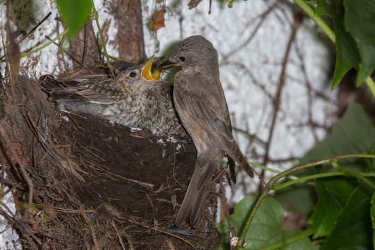 Grauschnäpper füttert zwei fast ausgewachsene Küken am Nest mit Insekten | © Andreas Hartl