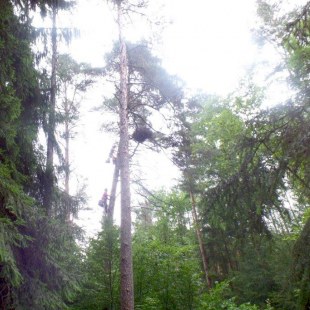 Baumbesteiger steigen zum Schwarzstorch-Horst hoch hinauf mit einer Leiter | © Klaus Brünner