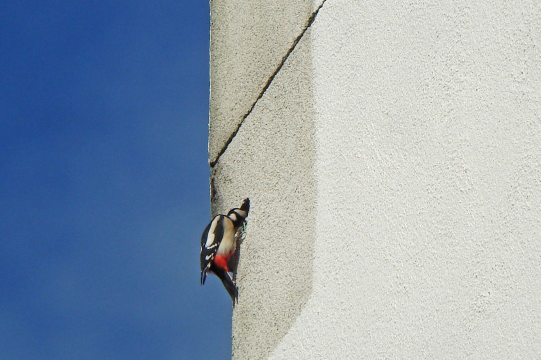 Buntspecht an einer Hauswand | © Werner Borok
