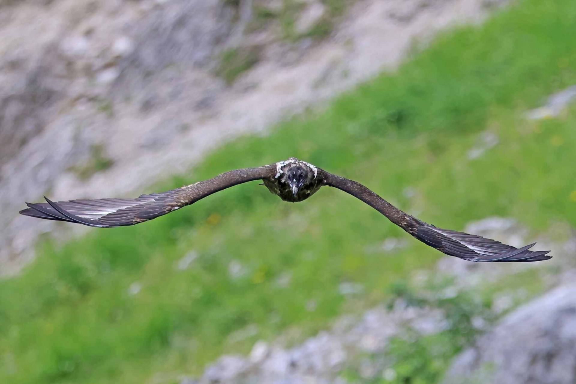 Dagmar ist frontal fotografiert, ihre Flügel liegen auf horizontaler Linie im Bild | © Markus Leitner