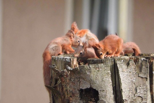 Vier leuchtend orangerote Eichhörnchen-Jungen sitzen auf einem Baumstamm | © Saskia Selig