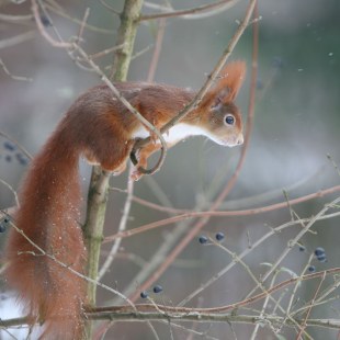 Eichhörnchen auf einem dünnen Ast setzt für einen Sprung an | © Marion Weinert