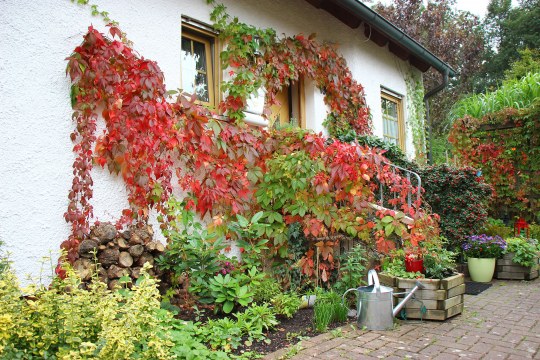 Kletterpflanze an einer Hauswand im Herbst | © Peter Bria