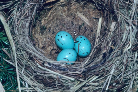 Drei leuchtend türkise Eier mit schwarzen kleinen Sprengeln liegen in einem Vogelnest | © Dieter Hopf