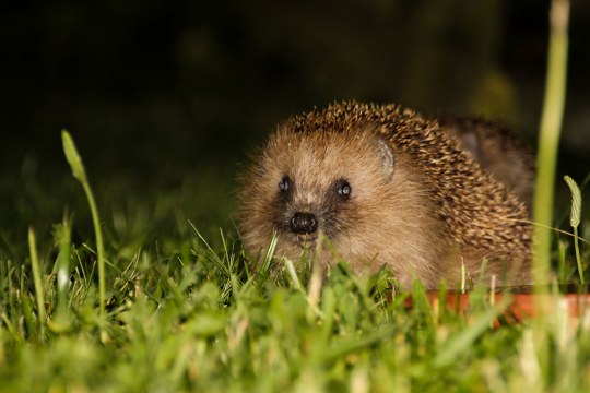 Igel im Gras bei Nacht | © Norbert Parmantye