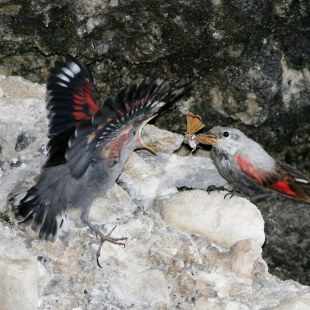 Mauerläufer-Altvogel füttert Jungvogel mit einem Schmetterling | © Hans-Joachim Fünfstück