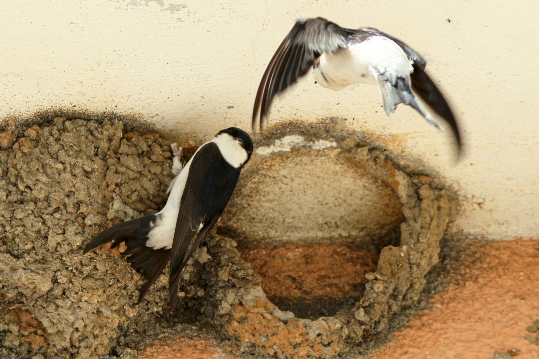 Eine Mehlschwalbe hängt am Nest, eine zweite Mehlschwalbe kommt gerade angeflogen, ein Nest ist kaputt | © Sieghart Muthsam
