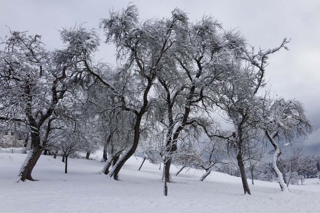 Streuobstwiese mit Schnee bedeckt | ©Dr. Eberhard Pfeuffer/ LBV Bildarchiv
