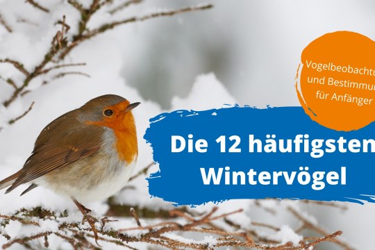 Titelbild LBV-Online-Kurs Wintervögel Rotkehlchen auf Ast mit Schnee