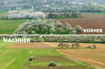 Streuobstwiese bei Schleifhausen vor und nach der Obstbaumfällung. Oben ist vorher mit vielen blütenreichen Bäumen, unten sieht man das nachher mit einem Acker und zwei Traktoren | © LBV