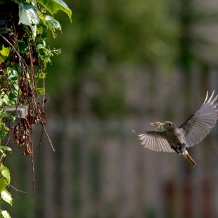 Hausrotschwanz im Flug | © Erich Obster