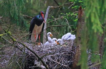 Schwarzstorch im Nest mit Jungvögeln | © Hans Schoenecker