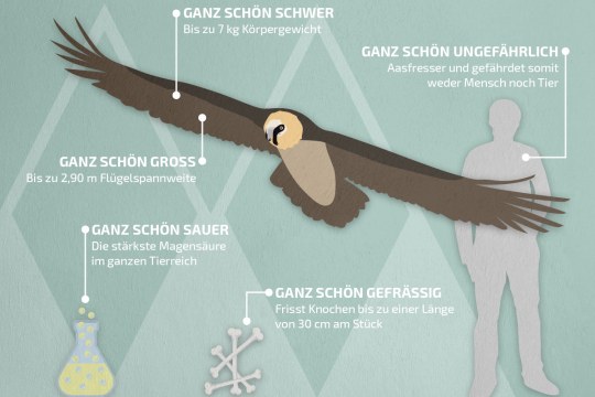 Bartgeier Factsheet | © Nationalpark Berchtesgaden