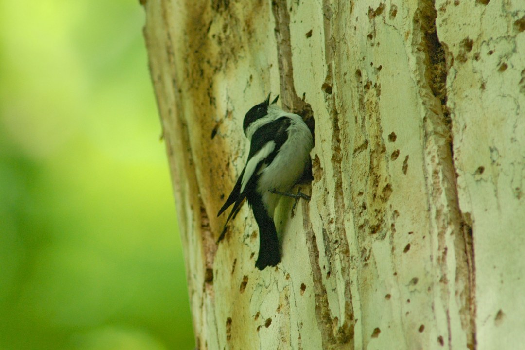 Halsbandschnäpper sitzt am Einflugloch einer Baumhöhle | © Thomas Stephan